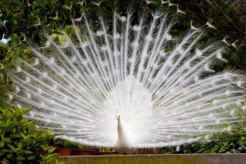 Graceful white peacock showing off in Madeira Portugal. Graceful white peacock showing off in Madeira Portugal