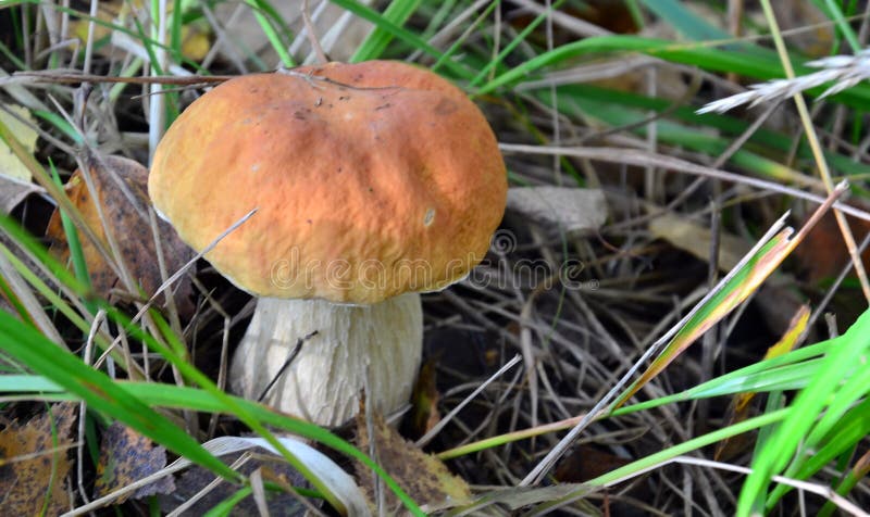 Weißer Pilz Boletus edulis oder Borovik Foto in der Nähe lizenzfreie stockbilder Weißer Pilz Boletus edulis oder Borovik Foto in der Nähe lizenzfreie stockbilder