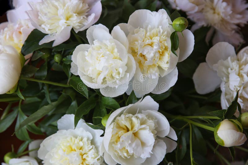 Weißer Poniescloseup. Blumenuntergrund. Schießdatum 6. Juni 2024