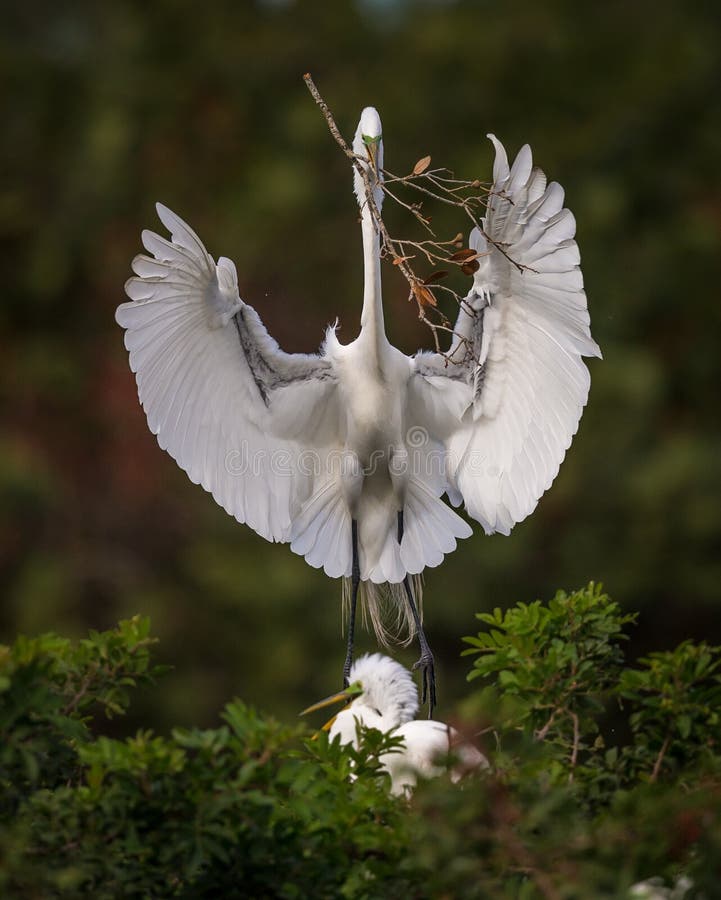 Weißer Reiher kommt mit Nestmaterial an lizenzfreie stockfotografie Weißer Reiher kommt mit Nestmaterial an lizenzfreie stockfotografie