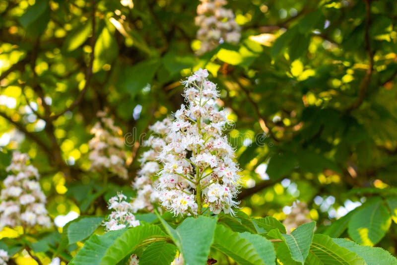 Weißer Rosskastanie Conkerbaum, Aesculus hippocastanum blühende Blumen auf Niederlassung mit grünem Blatthintergrund lizenzfreies stockfoto Weißer Rosskastanie Conkerbaum, Aesculus hippocastanum blühende Blumen auf Niederlassung mit grünem Blatthintergrund lizenzfreies stockfoto