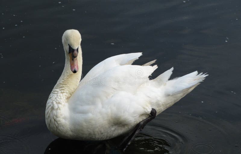 Weißer Schwan stockfotos Weißer Schwan stockfotos