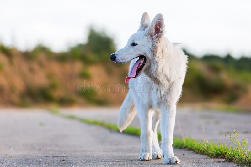 Weißer Schäferhundhund draußen lizenzfreie stockfotos Weißer Schäferhundhund draußen lizenzfreie stockfotos