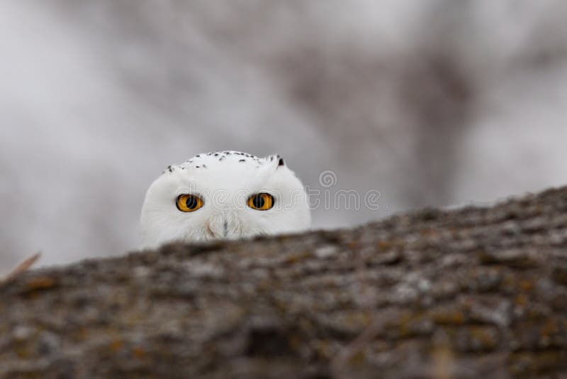 A snowy owl hides behind a tree log. He peeks over to see me with his bright,yellow eyes. Captured near Minneapolis. A snowy owl hides behind a tree log. He peeks over to see me with his bright,yellow eyes. Captured near Minneapolis.