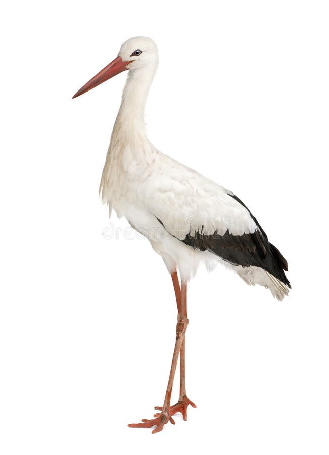 Weißer Storch - Ciconia Ciconia (18 Monate) lizenzfreies stockfoto Weißer Storch - Ciconia Ciconia (18 Monate) lizenzfreies stockfoto