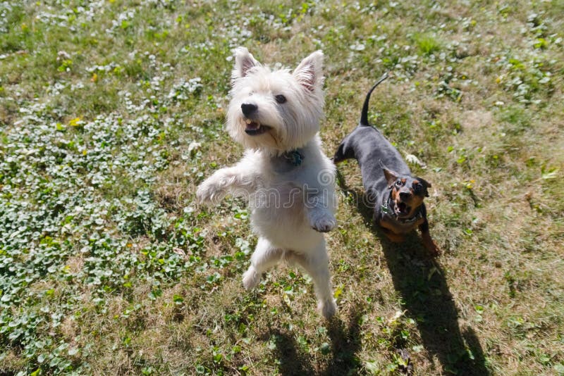 Weißer Terrier des kleinen schwarzen Dachshunds und des Westhochlands, der O spielt lizenzfreie stockfotografie Weißer Terrier des kleinen schwarzen Dachshunds und des Westhochlands, der O spielt lizenzfreie stockfotografie