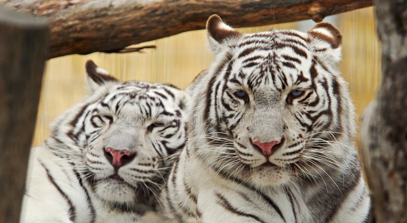 Weißer Tigerrest zusammen