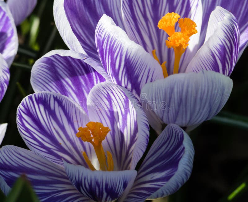Weißer und purpurroter Krokus blüht auf einem Gartenbett stockbilder Weißer und purpurroter Krokus blüht auf einem Gartenbett stockbilder