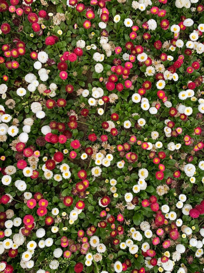 Weißer und roter Blumenhintergrund wenig lizenzfreie stockfotografie Weißer und roter Blumenhintergrund wenig lizenzfreie stockfotografie
