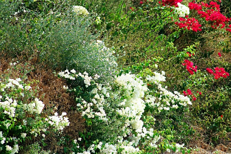 Weißer und roter Blumenteppich auf der Seite der Straße lizenzfreies stockbild Weißer und roter Blumenteppich auf der Seite der Straße lizenzfreies stockbild