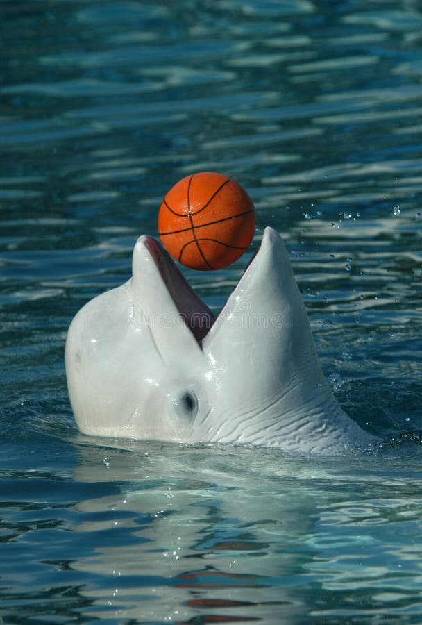 Weißer Wal, der Basketball spielt