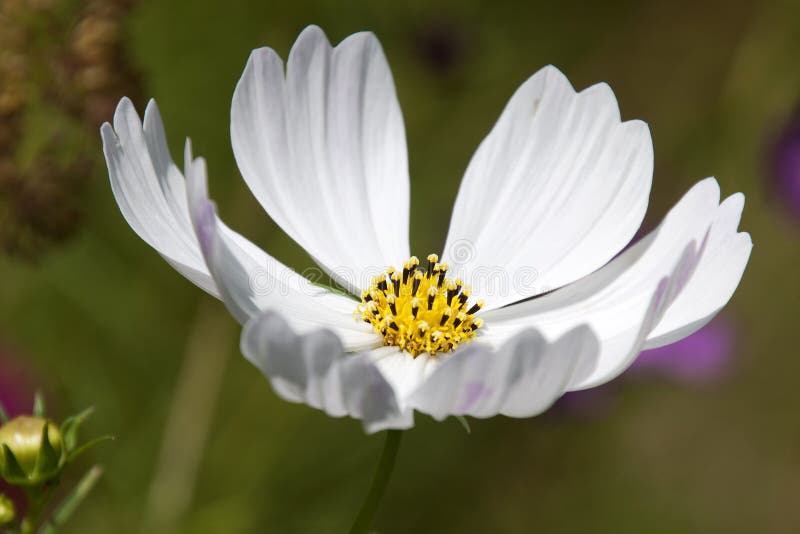 Weißer Wildflower in der Wiese stockfoto Weißer Wildflower in der Wiese stockfoto