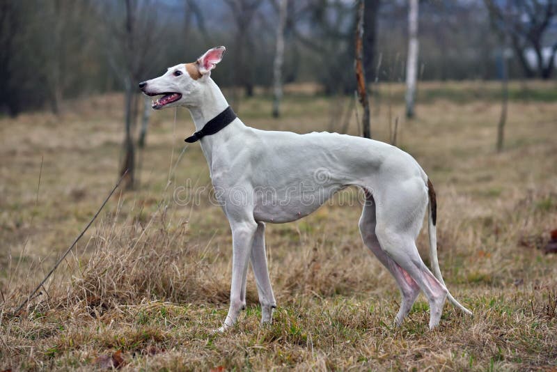 White Greyhound dog standing on a rural background. White Greyhound dog standing on a rural background