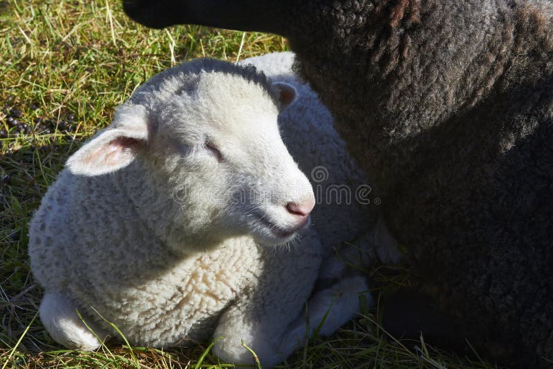 Weißes Lamm, das an seinem Schaf ruht lizenzfreies stockfoto