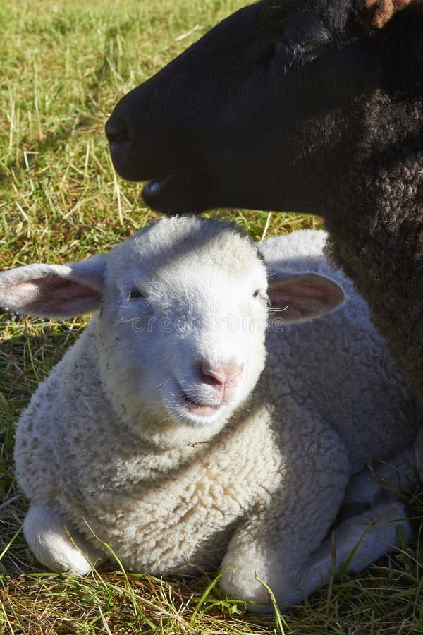 Weißes Lamm, das an seinem Schaf ruht stockfotos