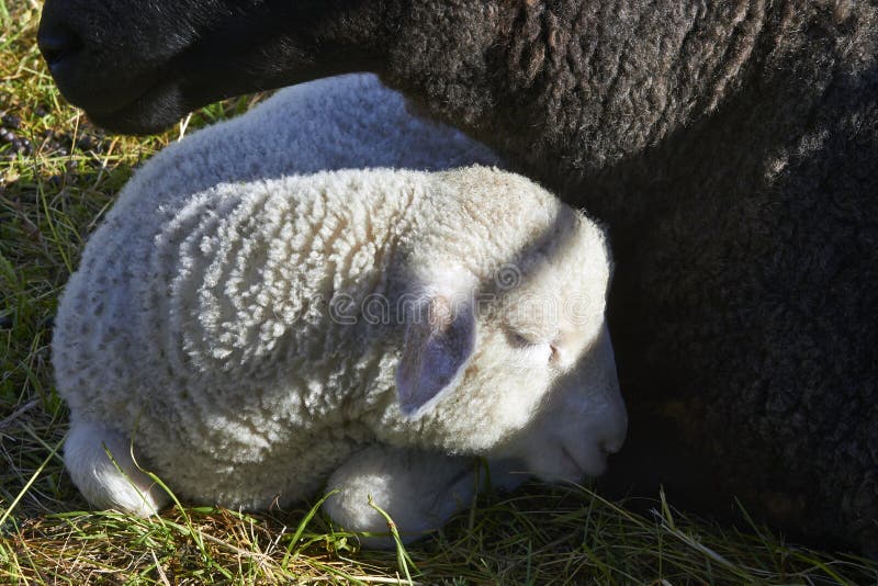 Weißes Lamm, das an seinem Schaf ruht lizenzfreie stockbilder
