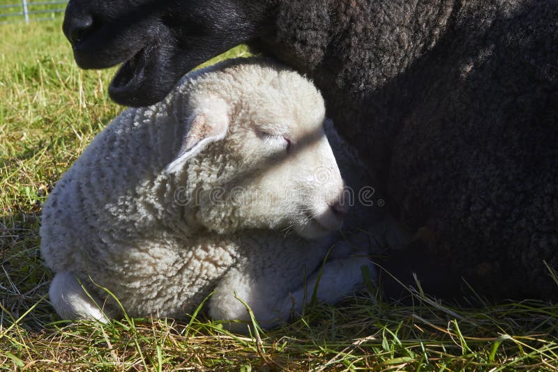 Weißes Lamm, das an seinem Schaf ruht stockfotos