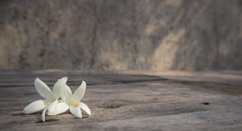 Wei?es Millingtonia auf dem Holztisch lizenzfreie stockbilder Wei?es Millingtonia auf dem Holztisch lizenzfreie stockbilder