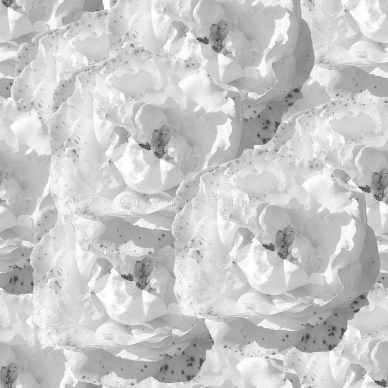 Weißes nahtloses einfarbiges Muster mit Rosen lizenzfreie abbildung Weißes nahtloses einfarbiges Muster mit Rosen lizenzfreie abbildung