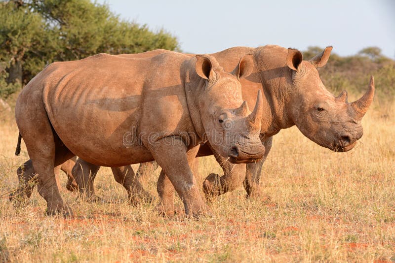 Weißes Nashorn-Gehen lizenzfreies stockfoto Weißes Nashorn-Gehen lizenzfreies stockfoto