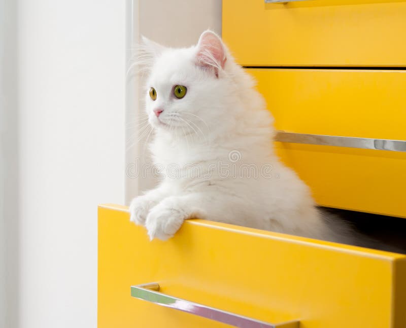 White persian cat peeks out of the yellow drawer cabinet. White persian cat peeks out of the yellow drawer cabinet