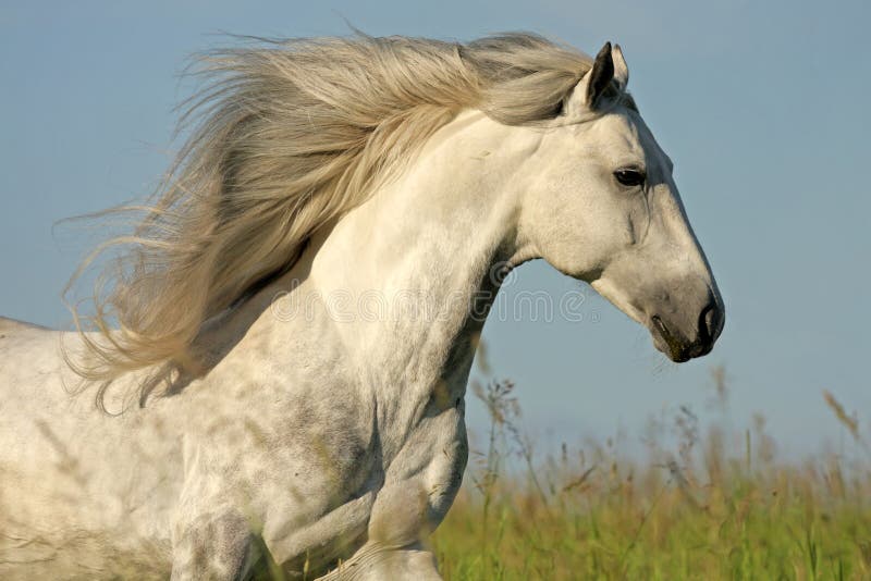 Weißes Pferd stockfoto Weißes Pferd stockfoto