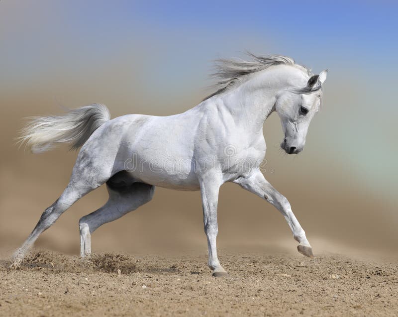 Weißes Pferd Stallionlack-läufer galoppieren in Staubwüste