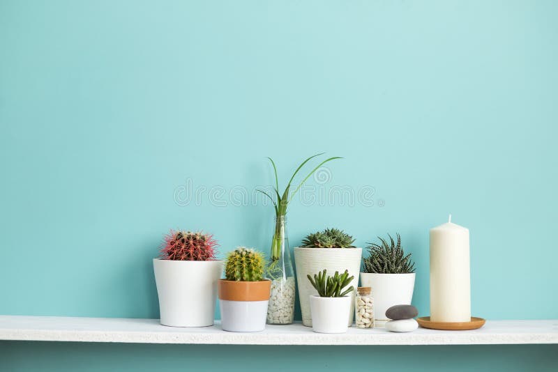 Wei?es Regal gegen Pastellt?rkiswand mit Sammlung verschiedenem Kaktus und saftigen Anlagen herein stockbild Wei?es Regal gegen Pastellt?rkiswand mit Sammlung verschiedenem Kaktus und saftigen Anlagen herein stockbild