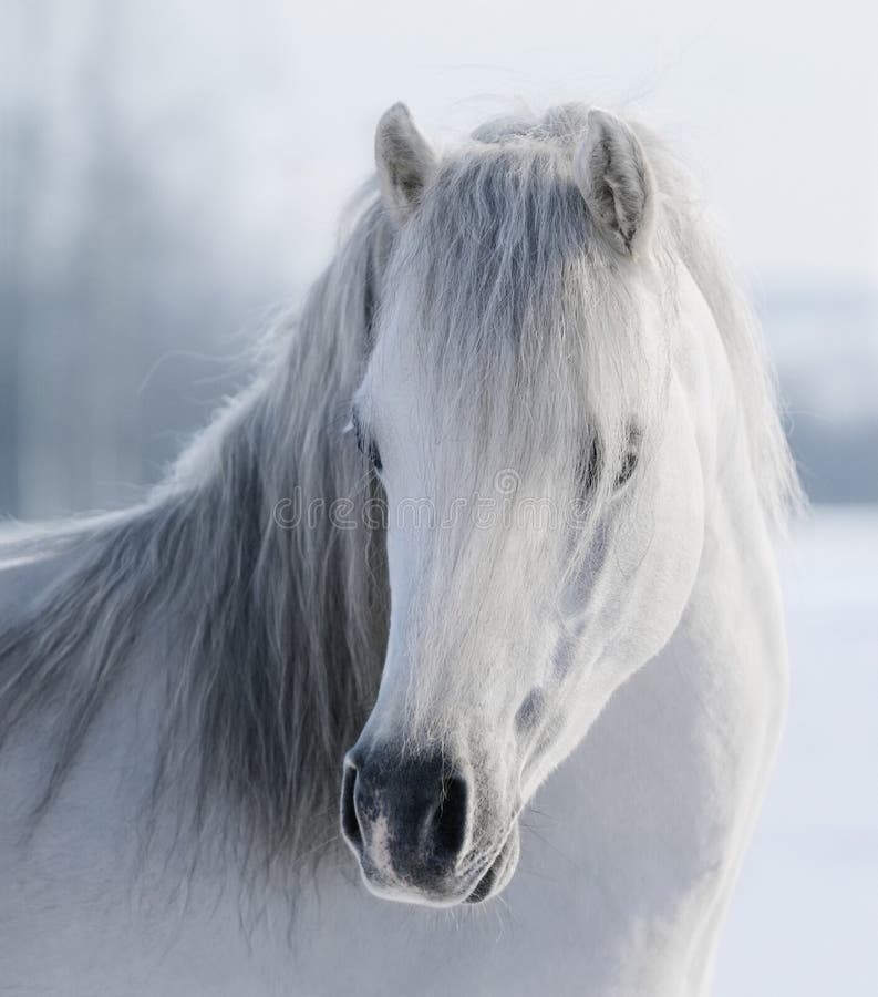 Portrait of white Welsh pony on snow field. Portrait of white Welsh pony on snow field