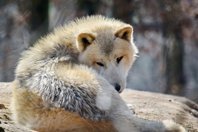 Weißes Wolf Canis Lupus Arctos Arctic Portrait Stock-Foto stockfotos Weißes Wolf Canis Lupus Arctos Arctic Portrait Stock-Foto stockfotos