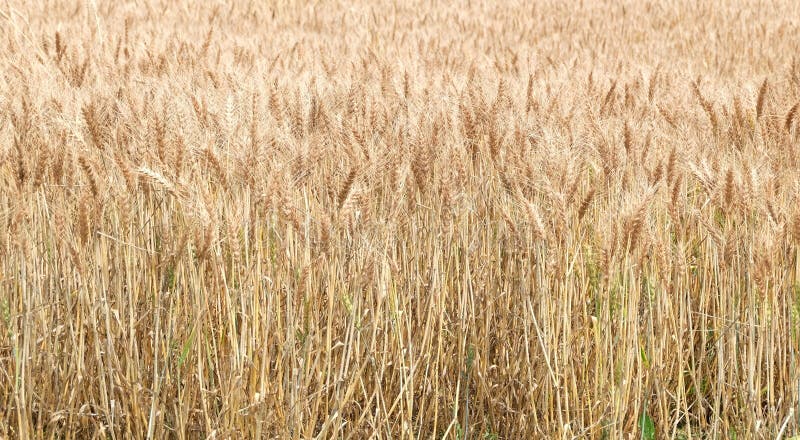 Weißfeld goldene Farbe für Hintergrund lizenzfreie stockfotografie