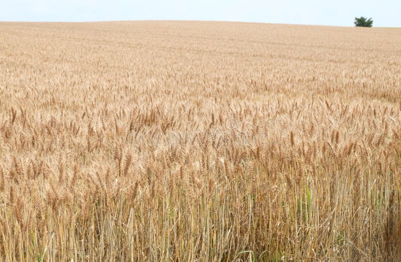 Weißfeld goldene Farbe für Hintergrund stockfotos