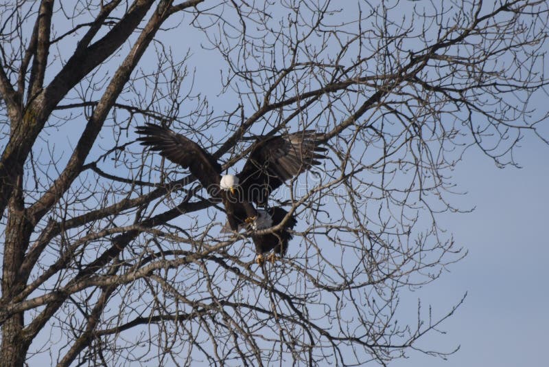 Weißkopfseeadler #1 lizenzfreie stockbilder Weißkopfseeadler #1 lizenzfreie stockbilder