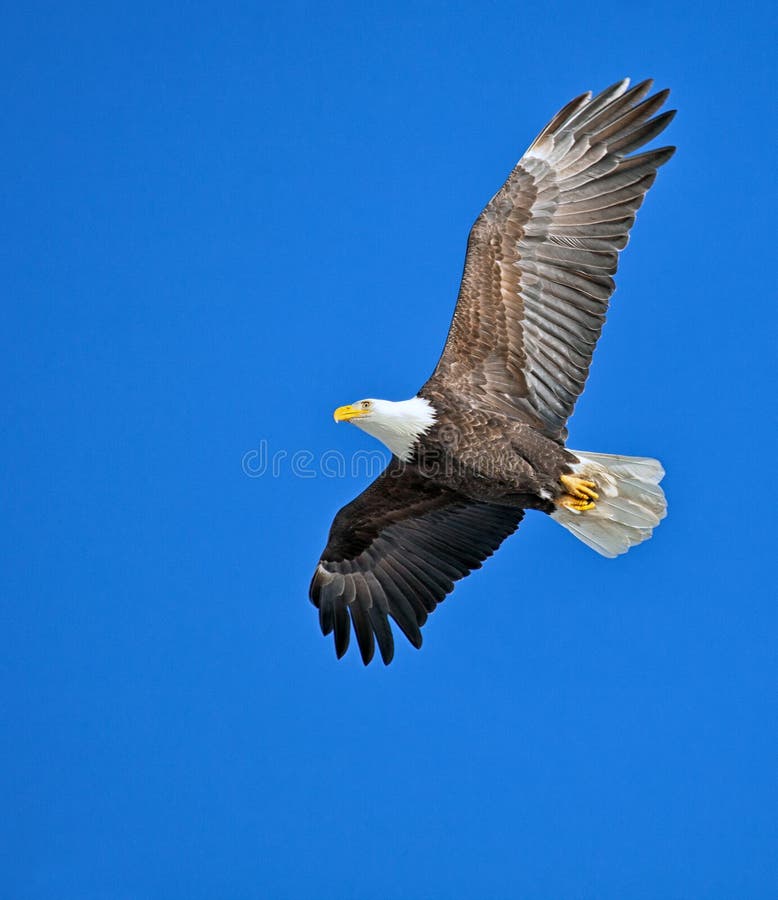 Soaring bald eagle with outstretched wings against a clear, blue, winter sky. Soaring bald eagle with outstretched wings against a clear, blue, winter sky