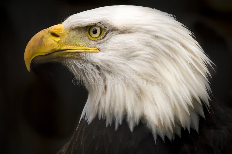 A close up profile of a bald eagle, isolated on a black background. A close up profile of a bald eagle, isolated on a black background.