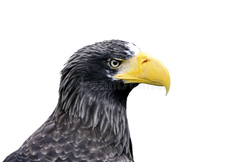 Bald Eagle - head isolated on white background. Bald Eagle - head isolated on white background