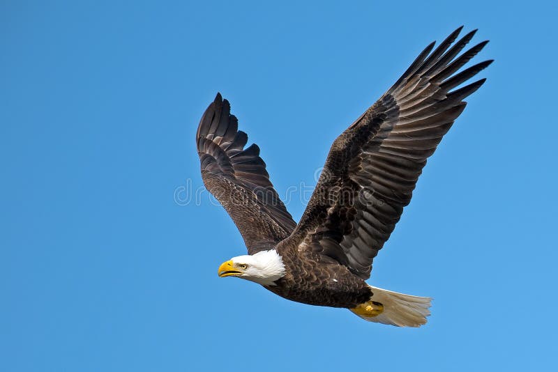 American Bald Eagle In Flight. American Bald Eagle In Flight.