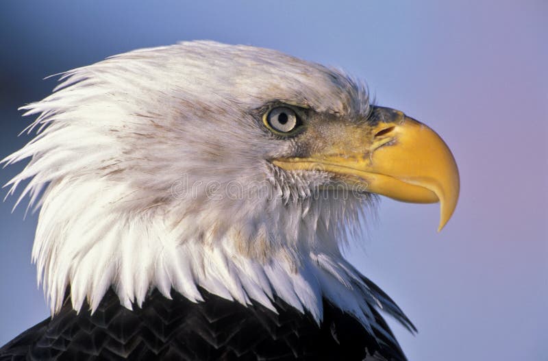 Bald Eagle adult bird, portrait. Bald Eagle adult bird, portrait