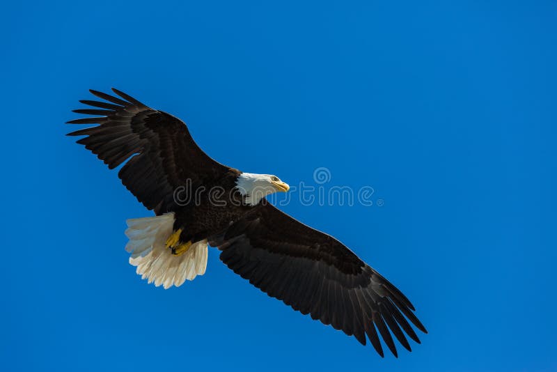 Bald Eagle flying above. Bald Eagle flying above