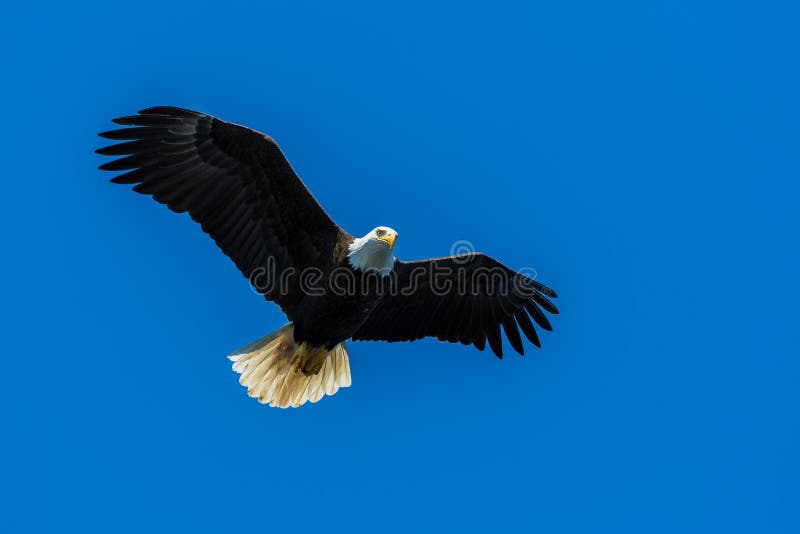 Bald eagle flying above looking for prey. Bald eagle flying above looking for prey.