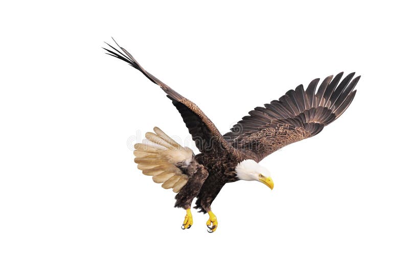 Bald eagle isolated on white background. Bald eagle isolated on white background.