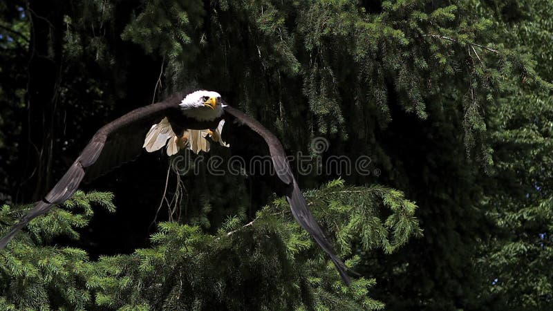 Weißkopfseeadler, Haliaeetus leucocephalus, entfernend Erwachsener im Flug, von der Niederlassung