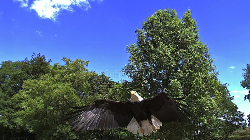 Weißkopfseeadler, Haliaeetus leucocephalus, Erwachsener im Flug