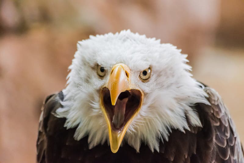 Weißkopfseeadler Haliaeetus leucocephalus Hauptporträt lizenzfreie stockfotos Weißkopfseeadler Haliaeetus leucocephalus Hauptporträt lizenzfreie stockfotos