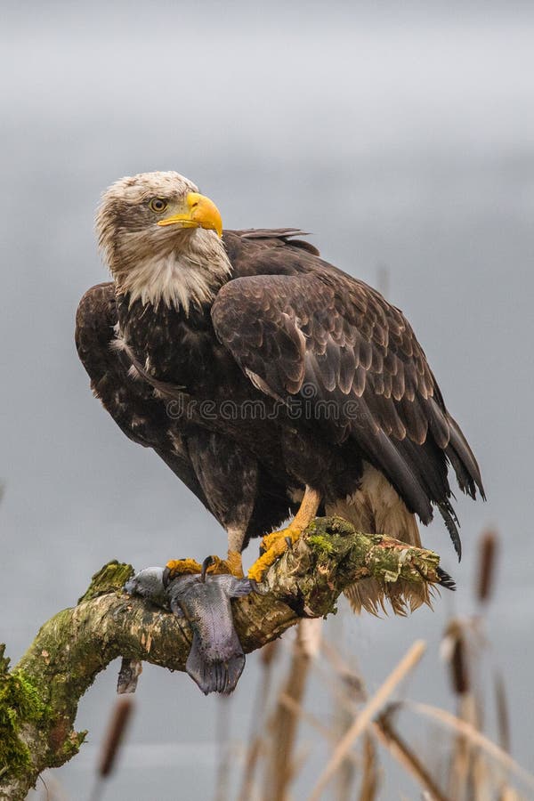 Weißkopfseeadler hochfliegend gegen klaren blauen alaskischen Himmel stockfotos Weißkopfseeadler hochfliegend gegen klaren blauen alaskischen Himmel stockfotos