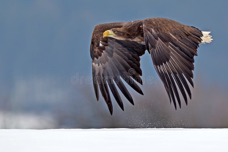 Weißkopfseeadler hochfliegend gegen klaren blauen alaskischen Himmel lizenzfreies stockbild Weißkopfseeadler hochfliegend gegen klaren blauen alaskischen Himmel lizenzfreies stockbild
