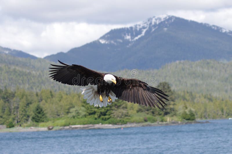 A bald eagle off the coast of british columbia, canada. A bald eagle off the coast of british columbia, canada