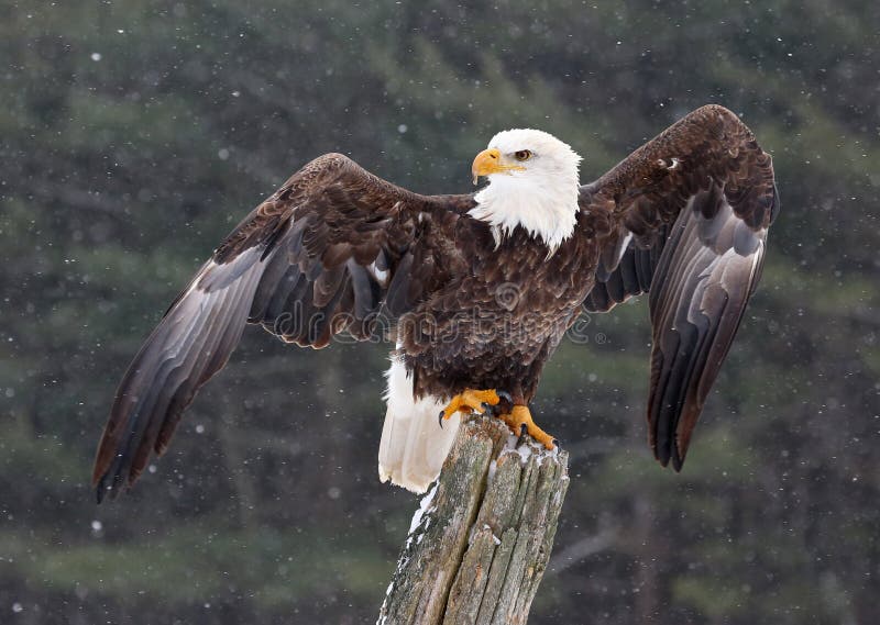 A Bald Eagle (haliaeetus leucocephalus) perched on a post, posing with it's wings up with snow falling in the background. A Bald Eagle (haliaeetus leucocephalus) perched on a post, posing with it's wings up with snow falling in the background.