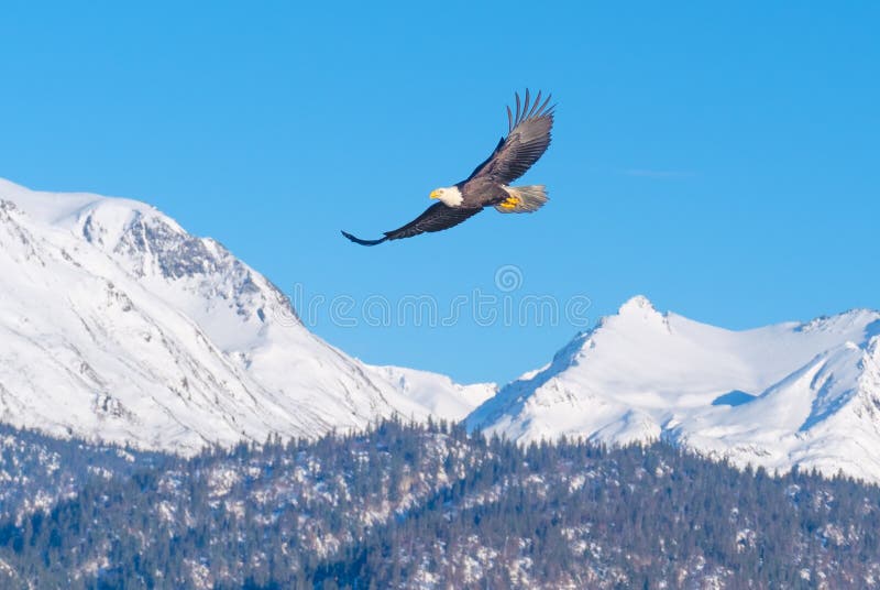 A bald eagle spreads it wings and soars high above the snow-capped mountains near Homer, Alaska on the Kenai Peninsula. A bald eagle spreads it wings and soars high above the snow-capped mountains near Homer, Alaska on the Kenai Peninsula.