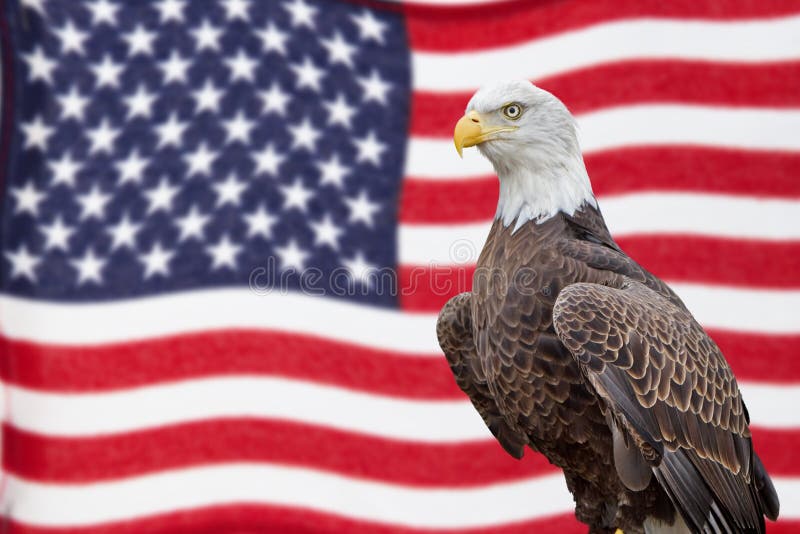 Weißkopfseeadler und wellenartig bewegende Flagge lizenzfreie stockbilder Weißkopfseeadler und wellenartig bewegende Flagge lizenzfreie stockbilder